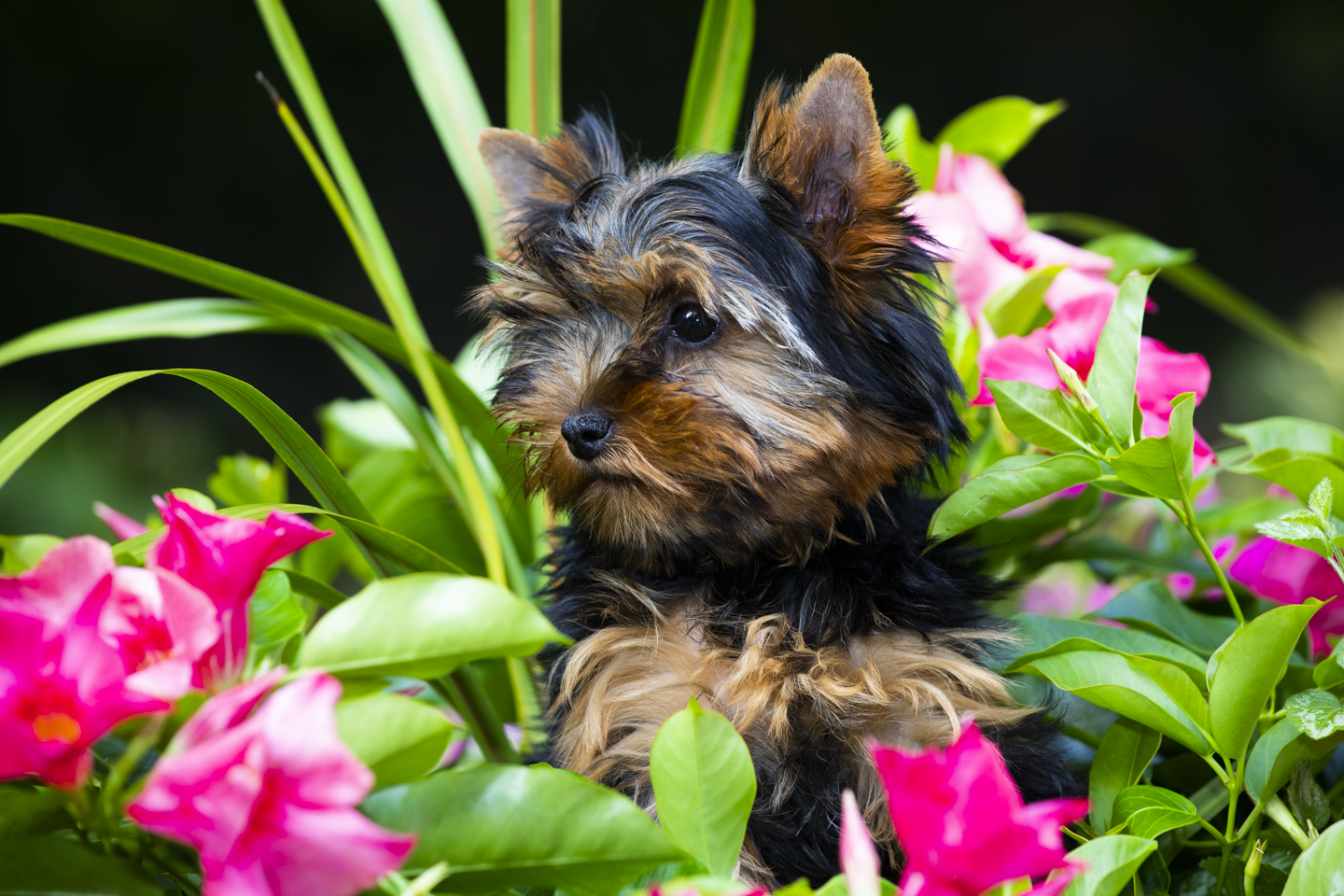 YORKSHIRE TERRIER PUP