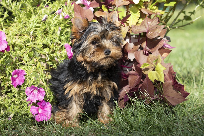 YORKSHIRE TERRIER PUP