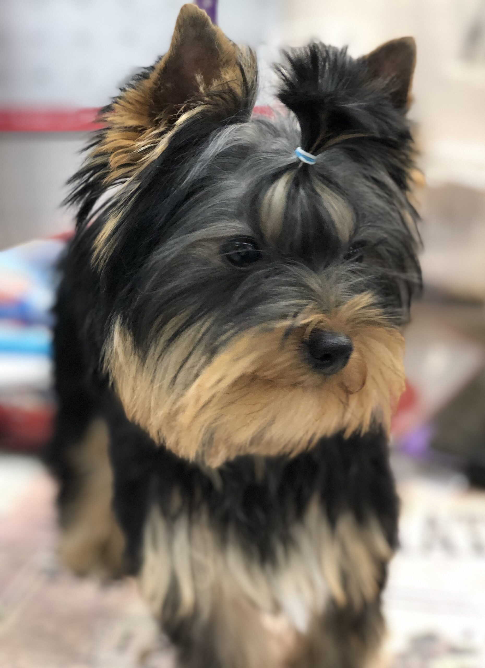 YORKSHIRE TERRIER PUP