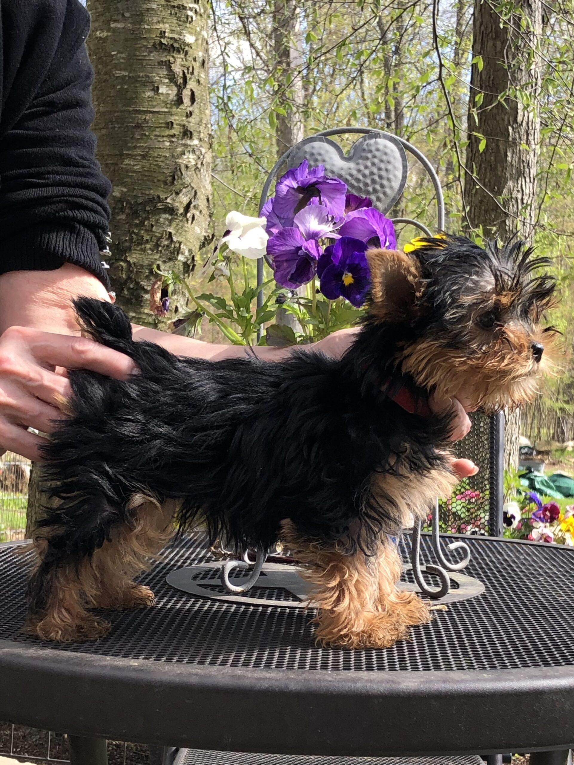 YORKSHIRE TERRIER PUP